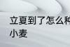 立夏到了怎么种小麦 立夏到了如何种小麦