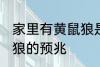 家里有黄鼠狼是什么兆头 家里有黄鼠狼的预兆