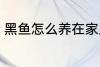黑鱼怎么养在家里 黑鱼如何养在家里