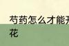 芍药怎么才能开花 如何养护芍药能开花