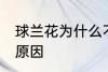 球兰花为什么不开花 球兰花不开花的原因