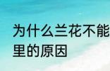 为什么兰花不能养家里 兰花不能养家里的原因