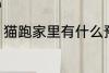 猫跑家里有什么预兆 猫跑家里的寓意