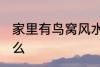 家里有鸟窝风水 家里有鸟窝代表了什么