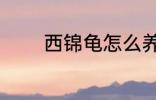 西锦龟怎么养 西锦龟如何养