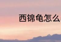 西锦龟怎么养 西锦龟如何养