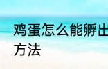 鸡蛋怎么能孵出来小鸡 鸡蛋孵小鸡的方法