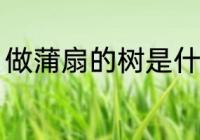 做蒲扇的树是什么树 什么树做蒲扇好