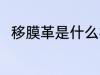 移膜革是什么材质 移膜革简单介绍