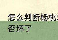 怎么判断杨桃坏没坏 如何判断杨桃是否坏了