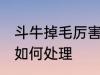 斗牛掉毛厉害怎么处理 斗牛掉毛厉害如何处理