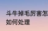 斗牛掉毛厉害怎么处理 斗牛掉毛厉害如何处理