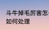 斗牛掉毛厉害怎么处理 斗牛掉毛厉害如何处理