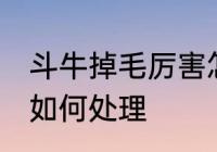 斗牛掉毛厉害怎么处理 斗牛掉毛厉害如何处理