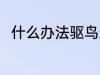什么办法驱鸟最好 驱鸟的方法介绍