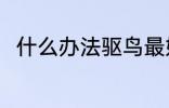 什么办法驱鸟最好 驱鸟的方法介绍