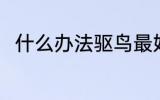 什么办法驱鸟最好 驱鸟的方法介绍