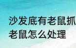 沙发底有老鼠抓不到怎么办 沙发底有老鼠怎么处理