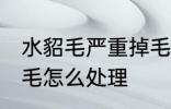 水貂毛严重掉毛怎么办 水貂毛严重掉毛怎么处理