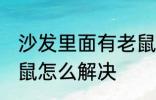 沙发里面有老鼠怎么办 沙发里面有老鼠怎么解决