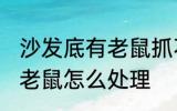 沙发底有老鼠抓不到怎么办 沙发底有老鼠怎么处理