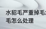 水貂毛严重掉毛怎么办 水貂毛严重掉毛怎么处理