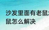 沙发里面有老鼠怎么办 沙发里面有老鼠怎么解决