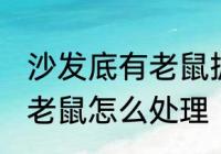 沙发底有老鼠抓不到怎么办 沙发底有老鼠怎么处理
