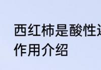 西红柿是酸性还是碱性食物 西红柿的作用介绍