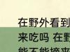 在野外看到形似桑葚的小野果可以摘来吃吗 在野外看到形似桑葚的小野果能不能摘来吃