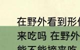 在野外看到形似桑葚的小野果可以摘来吃吗 在野外看到形似桑葚的小野果能不能摘来吃