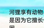 河狸享有动物界的土木建筑师的美誉是因为它擅长修建 河狸土木建筑师原因