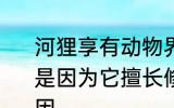 河狸享有动物界的土木建筑师的美誉是因为它擅长修建 河狸土木建筑师原因