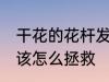 干花的花杆发霉了怎么办 干花发霉了该怎么拯救