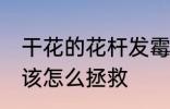 干花的花杆发霉了怎么办 干花发霉了该怎么拯救