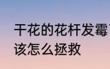 干花的花杆发霉了怎么办 干花发霉了该怎么拯救