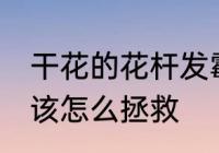 干花的花杆发霉了怎么办 干花发霉了该怎么拯救