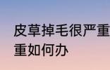 皮草掉毛很严重怎么办 皮草掉毛很严重如何办