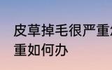 皮草掉毛很严重怎么办 皮草掉毛很严重如何办
